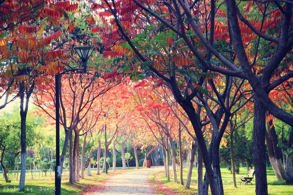 紅柳校園  美在自然